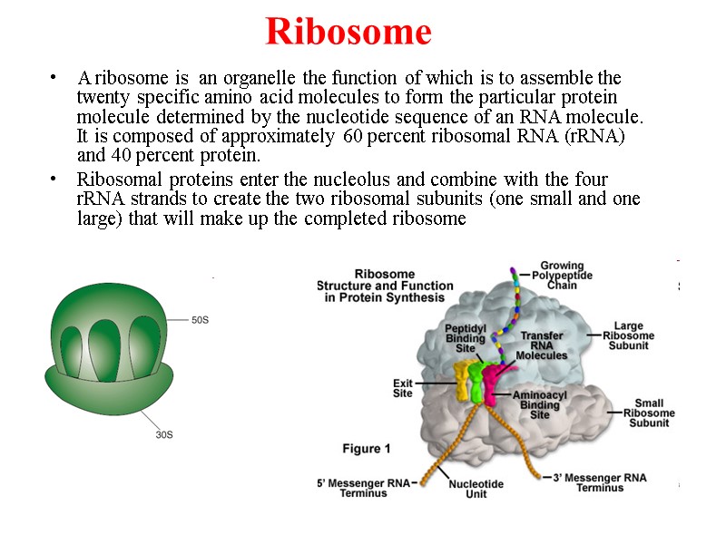 Ribosome A ribosome is  an organelle the function of which is to assemble
